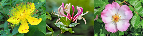 Bloemen