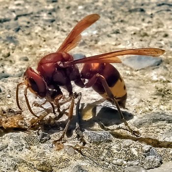 Insecten