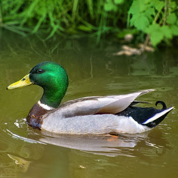 Vogels