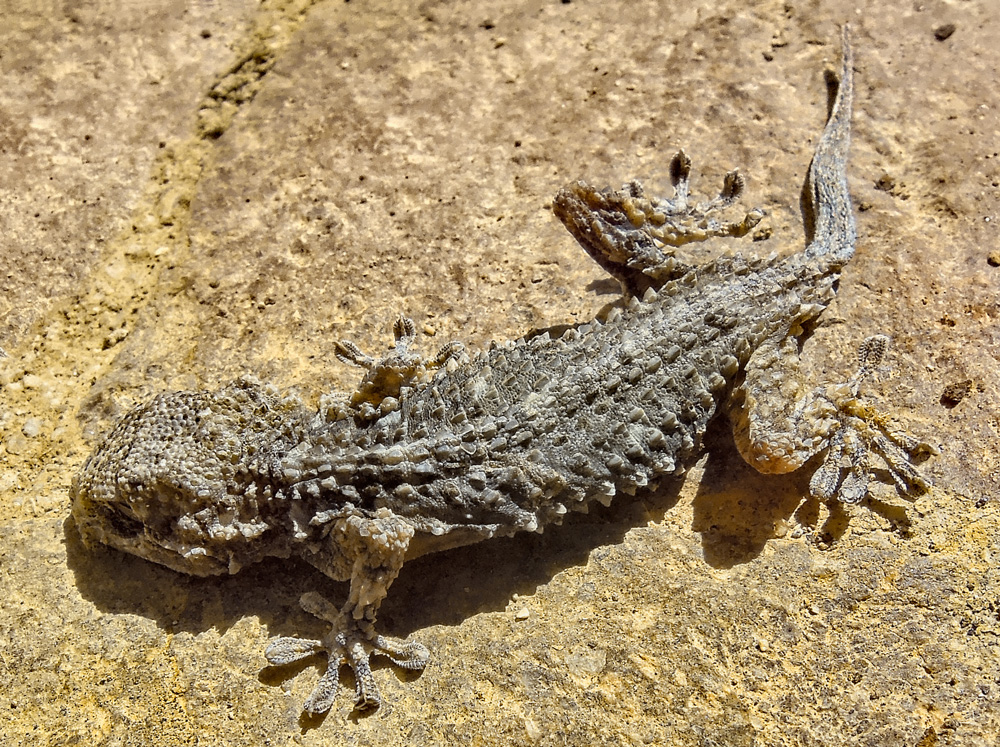 Muurgekko, Italië
