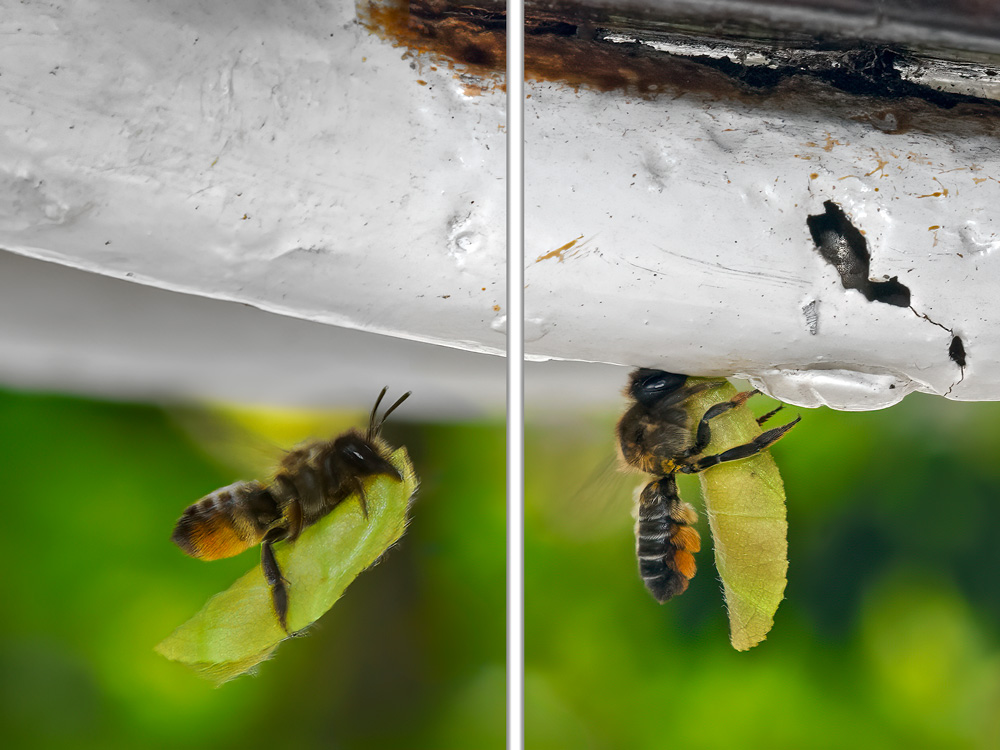 Behangersbij nesteld met haagbeukblad in frame van tuinstoel