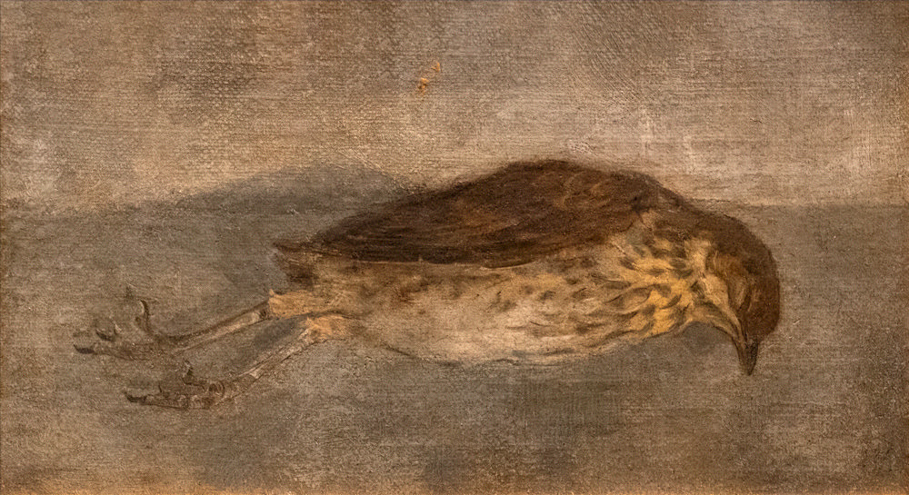 Dode lijster