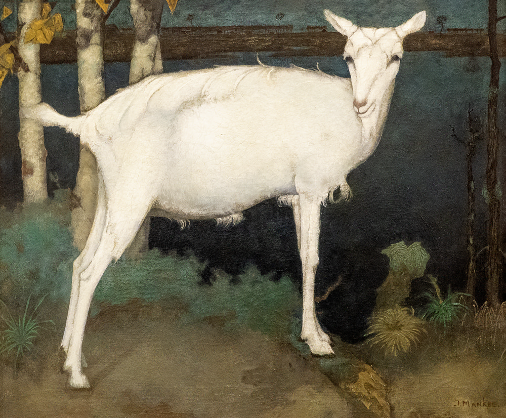 Witte geit