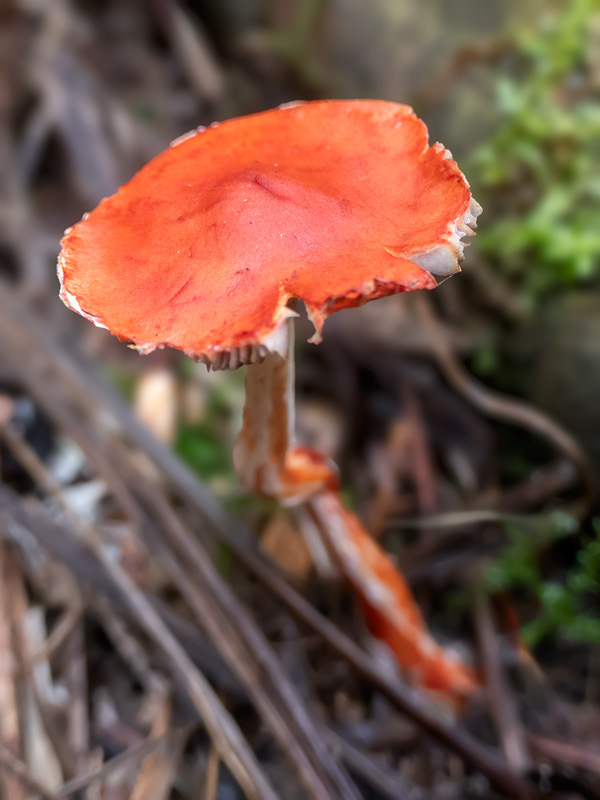 Oranjerode stropharia