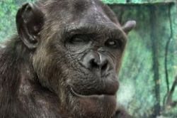 chimpansee.jpg