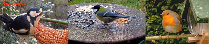 Video's van vogels op de voederplaats